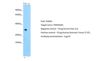 TMEM30A Rabbit Polyclonal Antibody