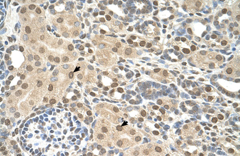 TMEM30A Rabbit Polyclonal Antibody
