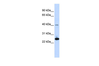 SELENOS Rabbit Polyclonal Antibody