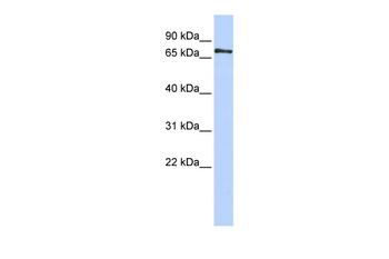 PHACTR1 Rabbit Polyclonal Antibody