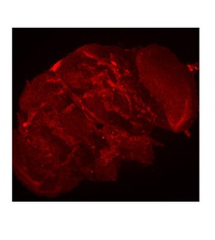 TUBE1 Rabbit Polyclonal Antibody