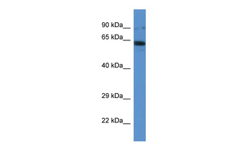 Ift80 Rabbit Polyclonal Antibody