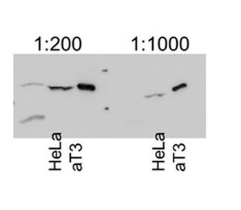 ERLIN2 Rabbit Polyclonal Antibody