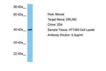 ERLIN2 Rabbit Polyclonal Antibody