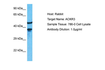 ACKR3 Rabbit Polyclonal Antibody