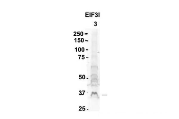 EIF3I Rabbit Polyclonal Antibody