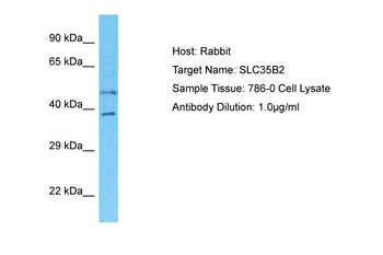 SLC35B2 Rabbit Polyclonal Antibody