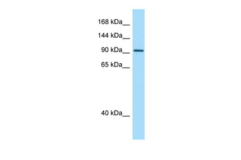 INTU Rabbit Polyclonal Antibody
