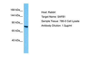 SAFB Rabbit Polyclonal Antibody