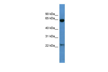 Baiap2 Rabbit Polyclonal Antibody