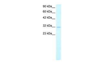 MSX1 Rabbit Polyclonal Antibody
