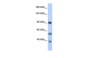 PPARGC1A Rabbit Polyclonal Antibody