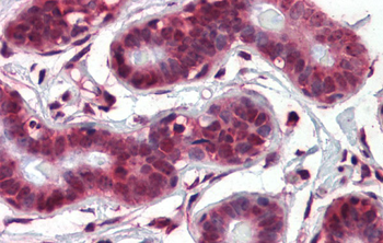 NOTCH4 Rabbit Polyclonal Antibody