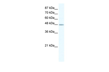 DMAP1 Rabbit Polyclonal Antibody