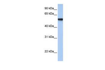 TFAP2C Rabbit Polyclonal Antibody