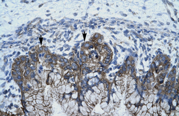 APOBEC3G Rabbit Polyclonal Antibody