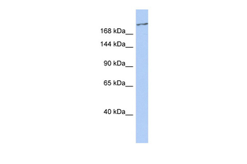 CACNA1G Rabbit Polyclonal Antibody