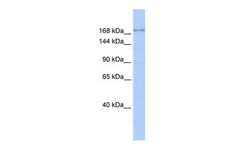TJP1 Rabbit Polyclonal Antibody