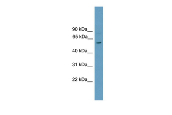 Rorc Rabbit Polyclonal Antibody