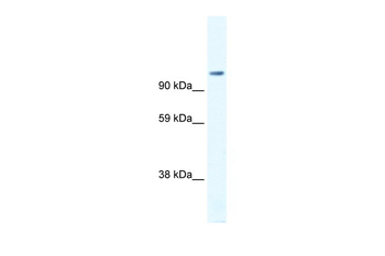 FOXP4 Rabbit Polyclonal Antibody