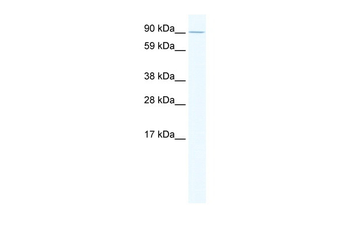 E2F7 Rabbit Polyclonal Antibody