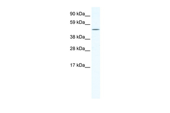RELB Rabbit Polyclonal Antibody