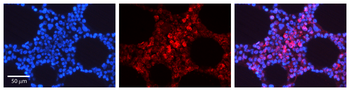 STAT5A Rabbit Polyclonal Antibody