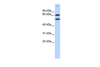 RELB Rabbit Polyclonal Antibody