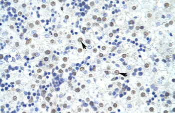 FOXP4 Rabbit Polyclonal Antibody