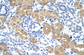 RAE1 Rabbit Polyclonal Antibody