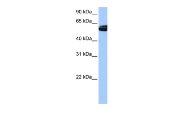 NOVA1 Rabbit Polyclonal Antibody