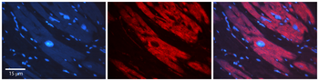 SNX1 Rabbit Polyclonal Antibody