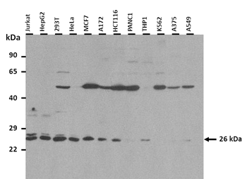 GPX3 Rabbit Polyclonal Antibody