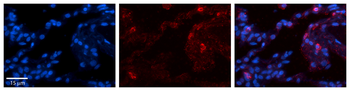 GPX3 Rabbit Polyclonal Antibody
