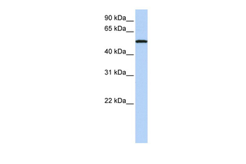 SIGLEC6 Rabbit Polyclonal Antibody