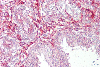 LEFTY2 Rabbit Polyclonal Antibody