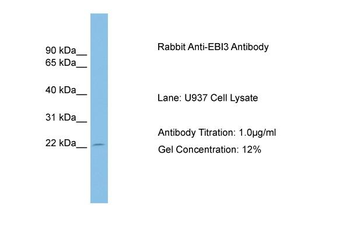 EBI3 Rabbit Polyclonal Antibody