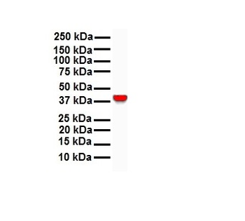 GNAS Rabbit Polyclonal Antibody