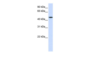 RXRA Rabbit Polyclonal Antibody