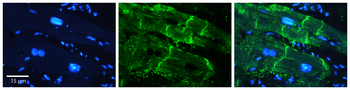 ATP1B1 Rabbit Polyclonal Antibody