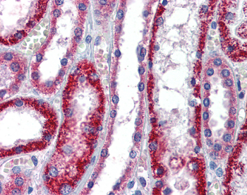 ATP1B1 Rabbit Polyclonal Antibody