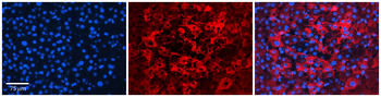 ATP1B1 Rabbit Polyclonal Antibody