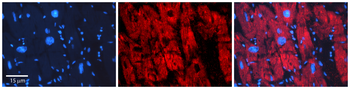 ERP29 Rabbit Polyclonal Antibody