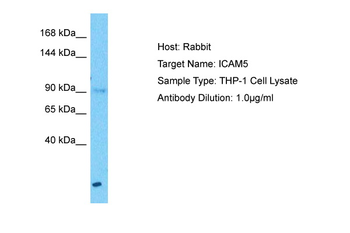 ICAM5 Rabbit Polyclonal Antibody