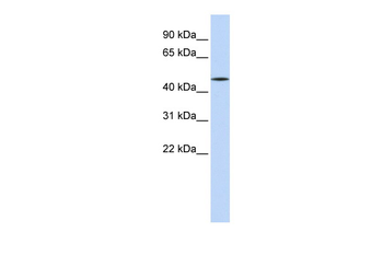 HNF4A Rabbit Polyclonal Antibody