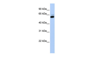 RXRA Rabbit Polyclonal Antibody
