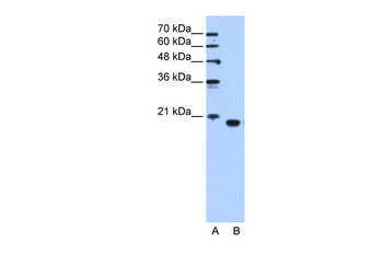PEBP1 Rabbit Polyclonal Antibody