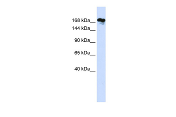 RSF1 Rabbit Polyclonal Antibody