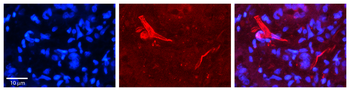 OGT Rabbit Polyclonal Antibody