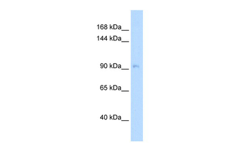 NEDD9 Rabbit Polyclonal Antibody